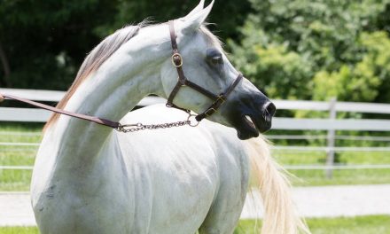 “The Arabian Horse: Symbolism and Leadership Traits in Arab Culture”
