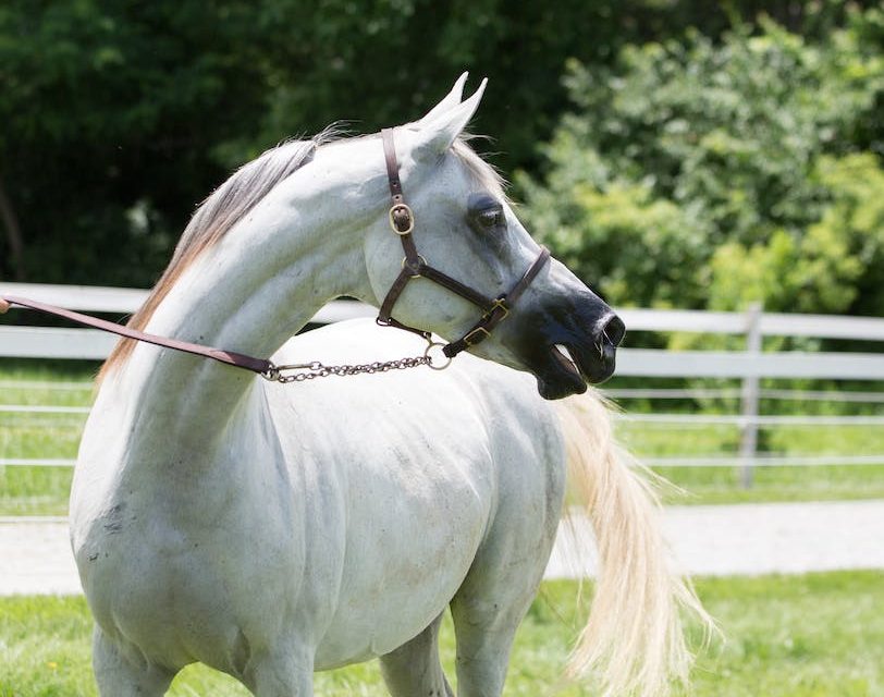 “The Arabian Horse: Symbolism and Leadership Traits in Arab Culture”