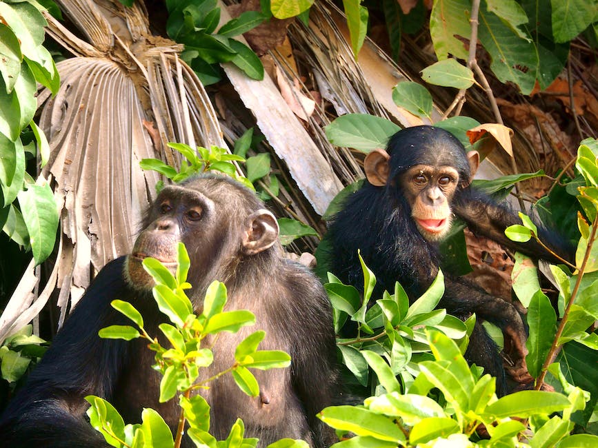 The Unstoppable Scientist: The Tale of Jane Goodall and Her Love for Chimpanzees