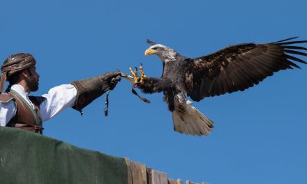 “Falconry in the Arab World: Drawing Parallels to Leadership Vision”