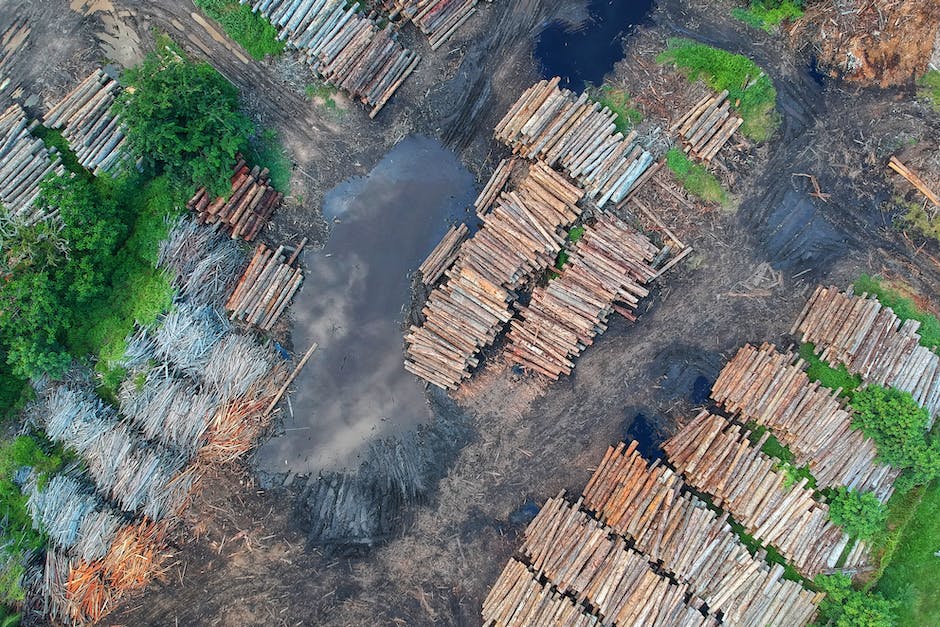 “Tackling Deforestation: Leadership Lessons from the Arab World”