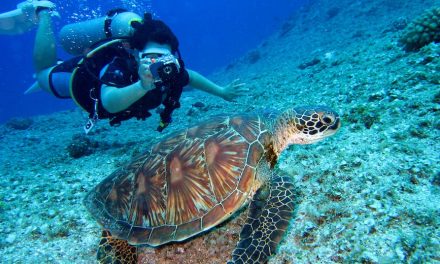 Exploring the Art of Lake Diving through Captivating Stories