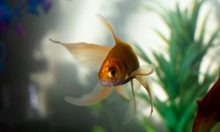 Learning from Mistakes: Why Being a Goldfish Isn’t the Answer